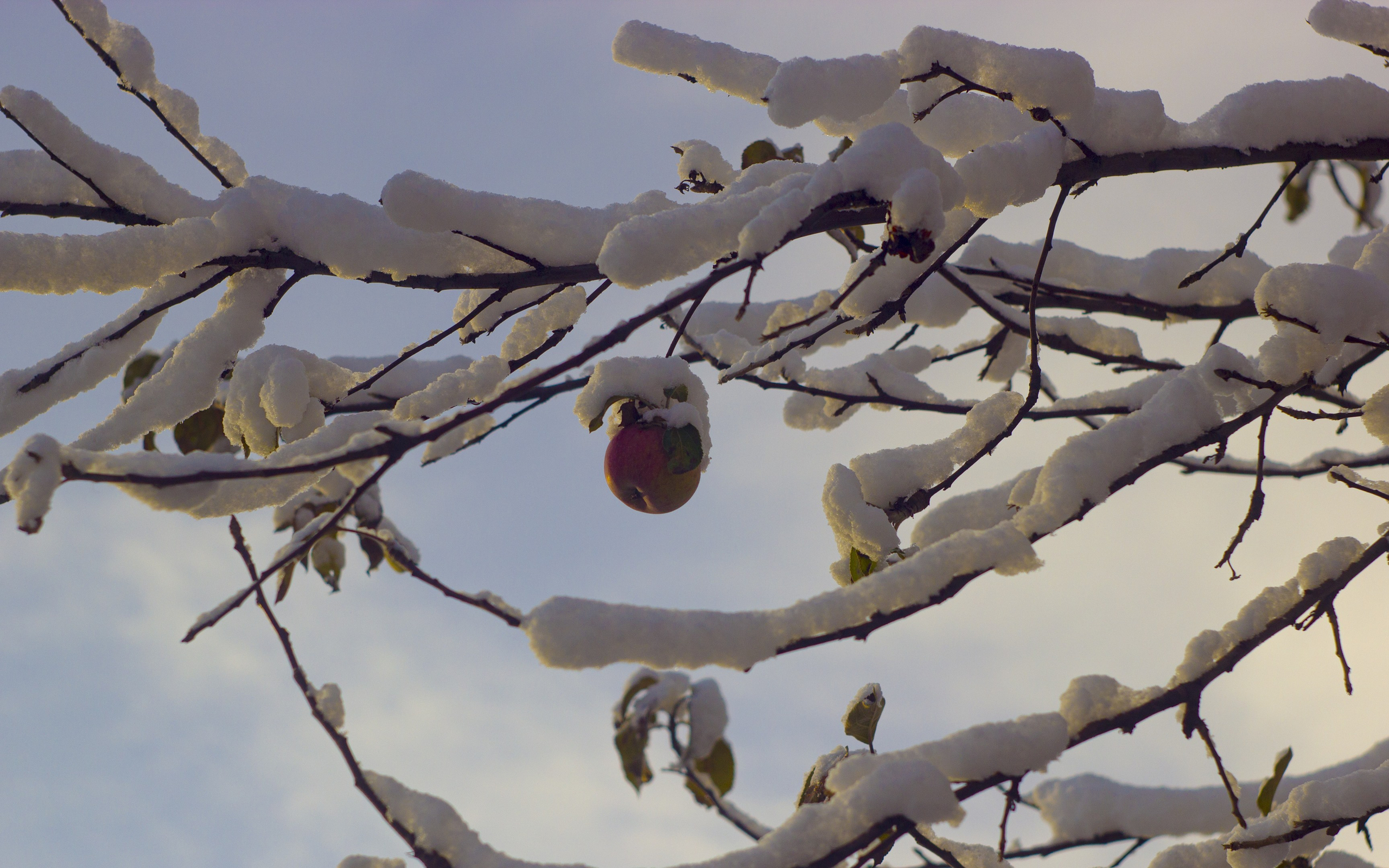 【基本信仰28条】-第6条-创造