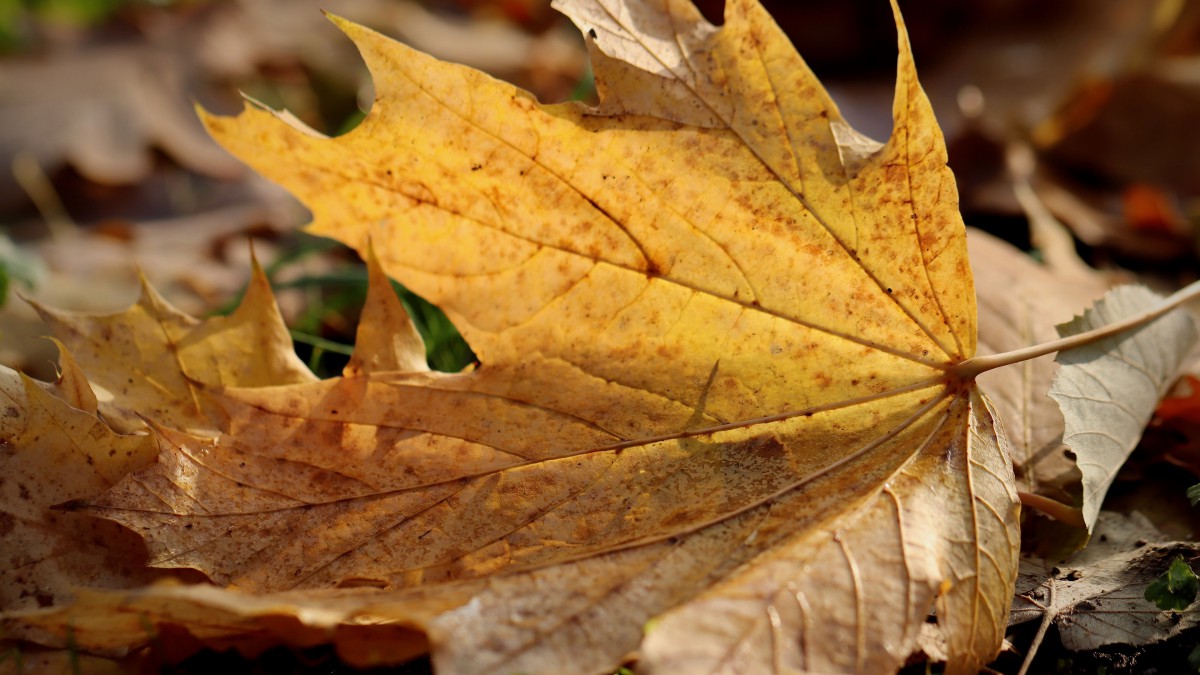 《善恶之争》第二章：殉道者的信心
